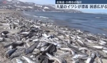 北海道沿岸漂浮大量死鱼 当地政府警告：不要接触！