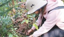 云南推进极小种群野生植物保护 留住不为人知的美